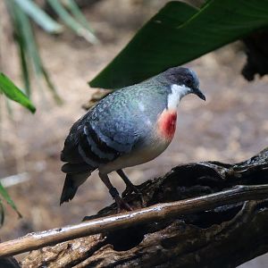Luzon Bleeding-heart
