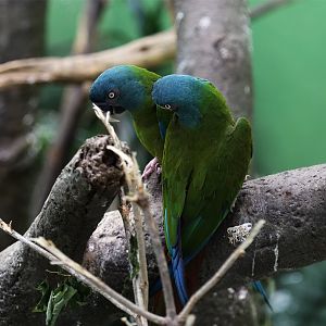 Blue-headed Macaw (Primolius couloni)