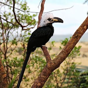 White-crested Hornbill (Horizocerus albocristatus)