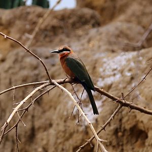 White-fronted Bee-eater (Merops bullockoides)