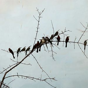 Bee-eater Flock
