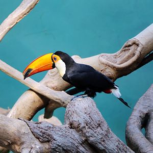 Toco Toucan