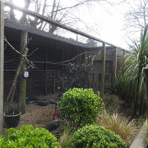 Barn Owl (Tyto alba) Aviary