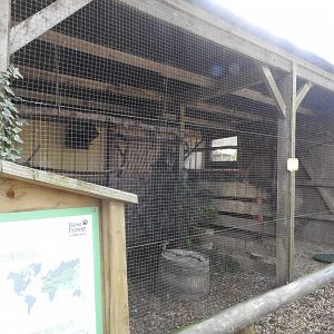 Little Owl (Athene noctua) Aviary