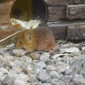 Eurasian Harvest Mouse (Micromys minutus)