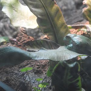 European Tree Frogs (Hyla arborea)