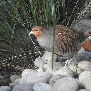 Grey Partridge (Perdix perdix)
