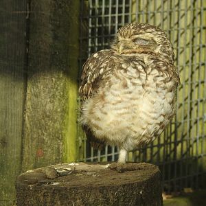 Burrowing Owl (Athene cunicularia)