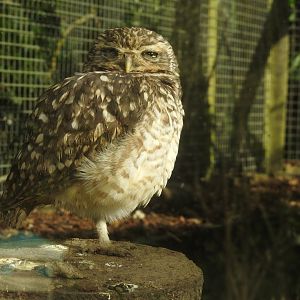 Burrowing Owl (Athene cunicularia)
