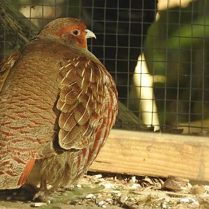 Grey Partridge (Perdix perdix)