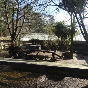 Asian Short-Clawed Otter (Aonyx cinereus) Outdoor Enclosure