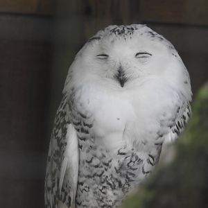 Snowy Owl (Bubo scandiacus)