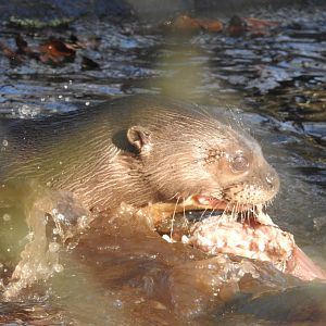 Giant Otter (Pteronura brasiliensis)