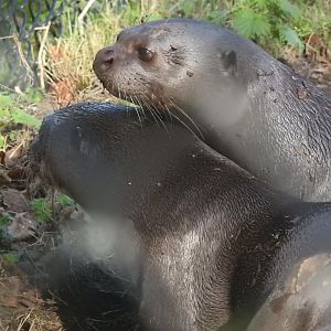 Giant Otters (Pteronura brasiliensis)