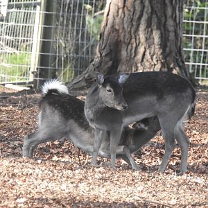 European Fallow Deer (Dama dama)