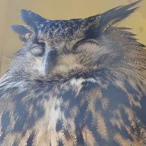 Eurasian Eagle Owl (Bubo bubo)