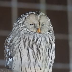 Ural Owl (Strix uralensis)