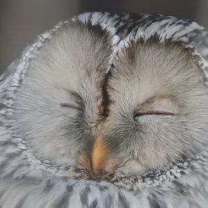 Ural Owl (Strix uralensis)