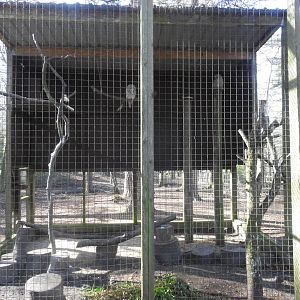 Ural Owl (Strix uralensis) Enclosure