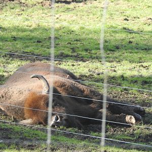 European Bison (Bison bonasus bonasus)