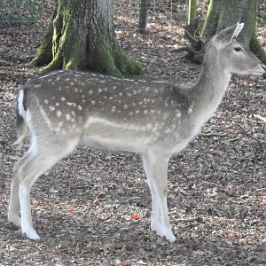 European Fallow Deer (Dama dama)