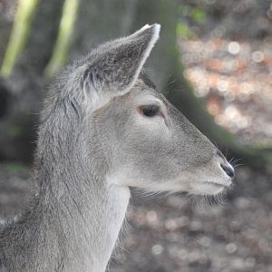 European Fallow Deer (Dama dama)