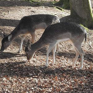 European Fallow Deer (Dama dama)