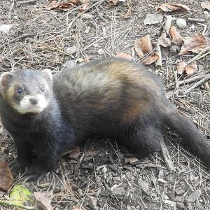 European Polecat (Mustela putorius putorius)