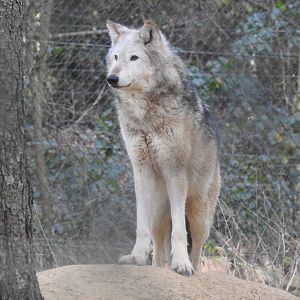 Northwestern Wolf (Canis lupus occidentalis)
