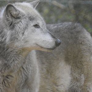 Northwestern Wolf (Canis lupus occidentalis)