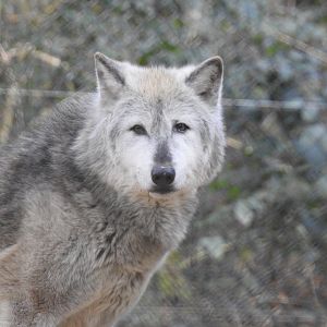 Northwestern Wolf (Canis lupus occidentalis)