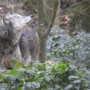 Northwestern Wolf (Canis lupus occidentalis)