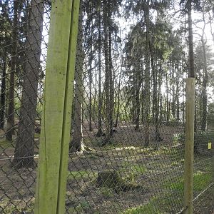 Northwestern Wolf (Canis lupus occidentalis) Enclosure