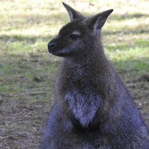 Red-Necked Wallaby (Notamacropus rufogriseus)
