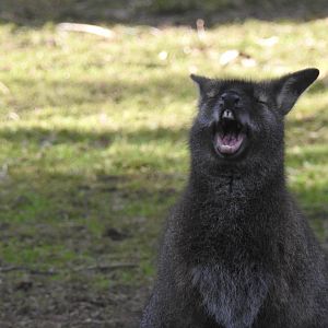 Red-Necked Wallaby (Notamacropus rufogriseus)