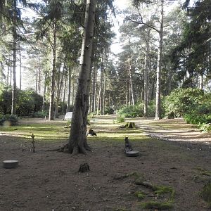 Red-Necked Wallaby (Notamacropus rufogriseus) Walkthrough