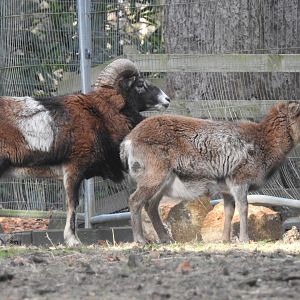European Mouflon (Ovis aries musimon)