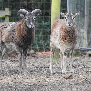 European Mouflon (Ovis aries musimon)