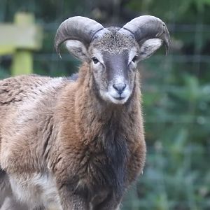 Male European Mouflon (Ovis aries musimon)