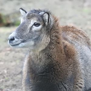 Female European Mouflon (Ovis aries musimon)