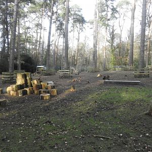 European Mouflon (Ovis aries musimon) Enclosure