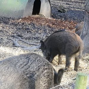 Juvenile Wild Boar (Sus scrofa scrofa)