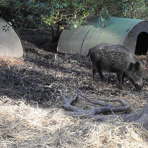 Wild Boar (Sus scrofa scrofa)