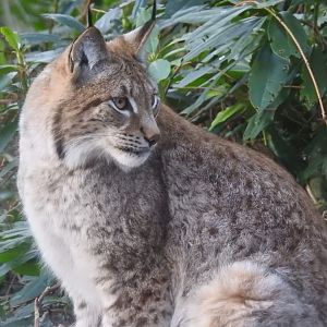 Northern Lynx (Lynx lynx lynx)