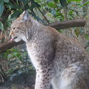 Northern Lynx (Lynx lynx lynx)