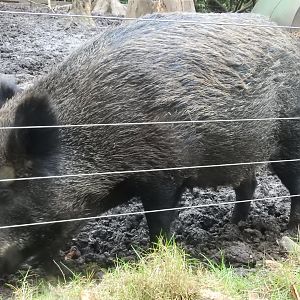 Wild Boar (Sus scrofa scrofa)