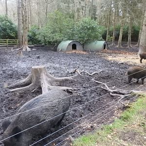 Wild Boar (Sus scrofa scrofa) Enclosure