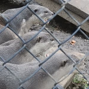 Smooth-Coated Otters (Lutrogale perspicillata)