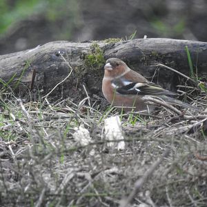 Common Chaffinch (Fringilla coelebs)
