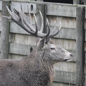 Scottish Red Deer Stag (Cervus elaphus scoticus)